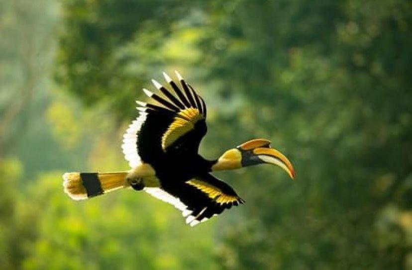 The Postcard Hideaway, Netravali Wildlife Sanctuary, Goa Hotel Vichondrem Luaran gambar